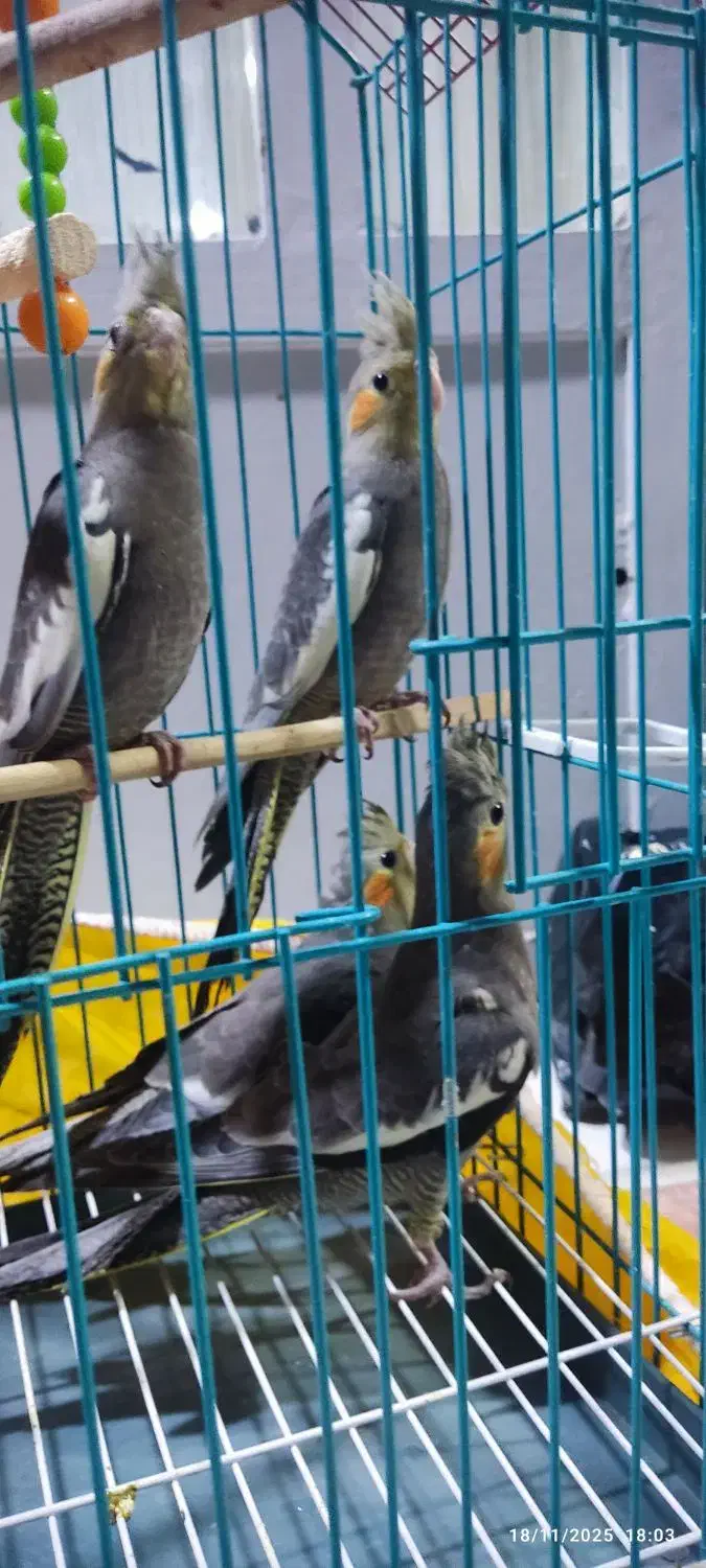 جوجه عروس هلندی دو ماهه|پرنده|خرمشهر, |دیوار