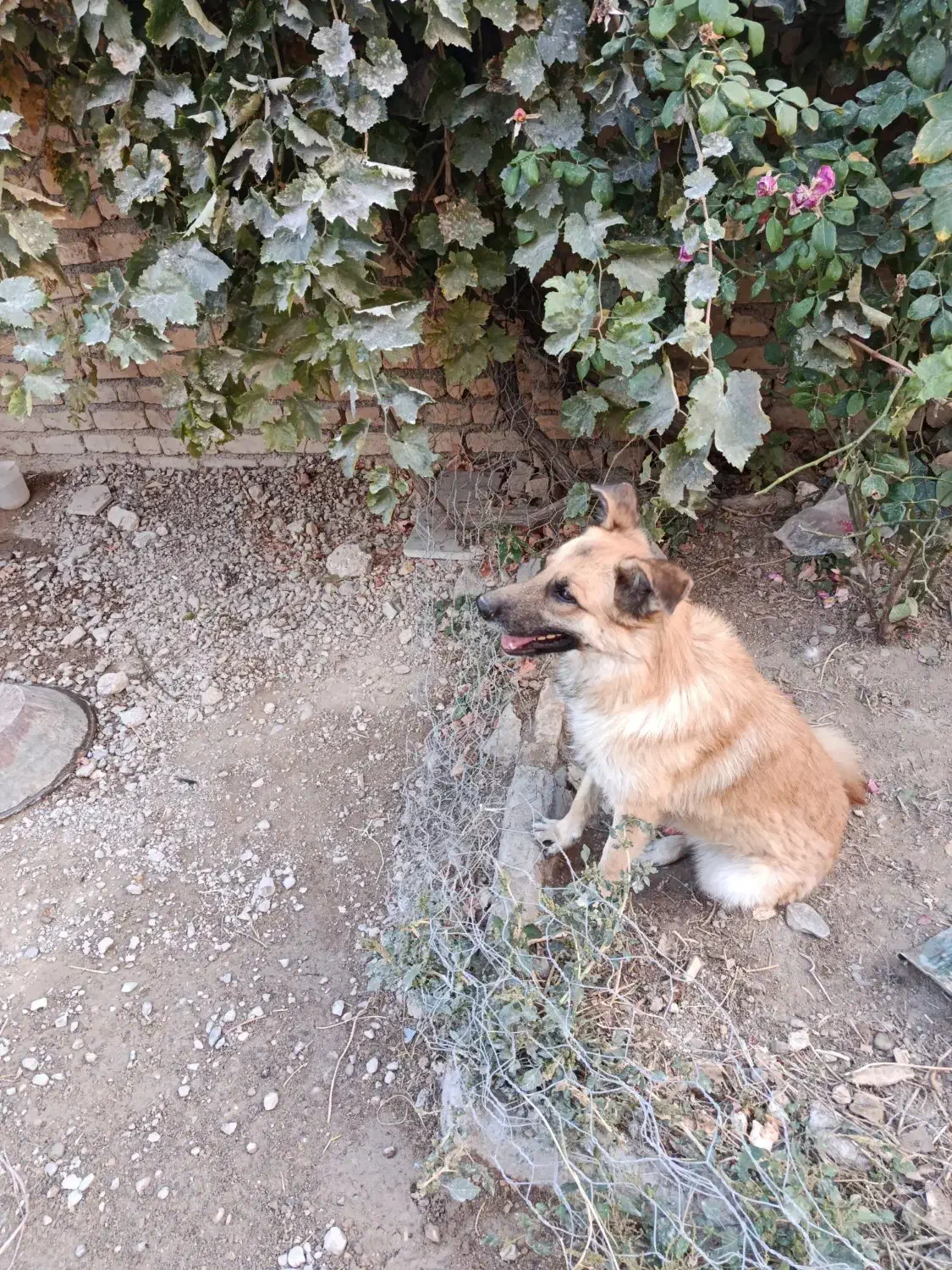 ژرمن|سگ|شیروان (خراسان), |دیوار