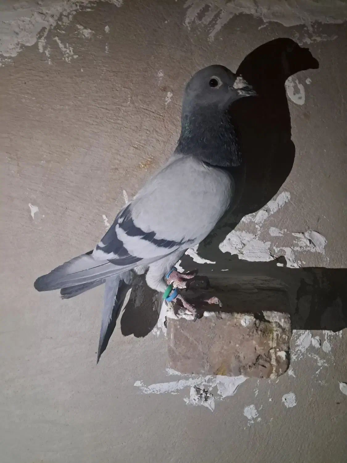 کبوتر پلاکی|پرنده|سراوان, |دیوار