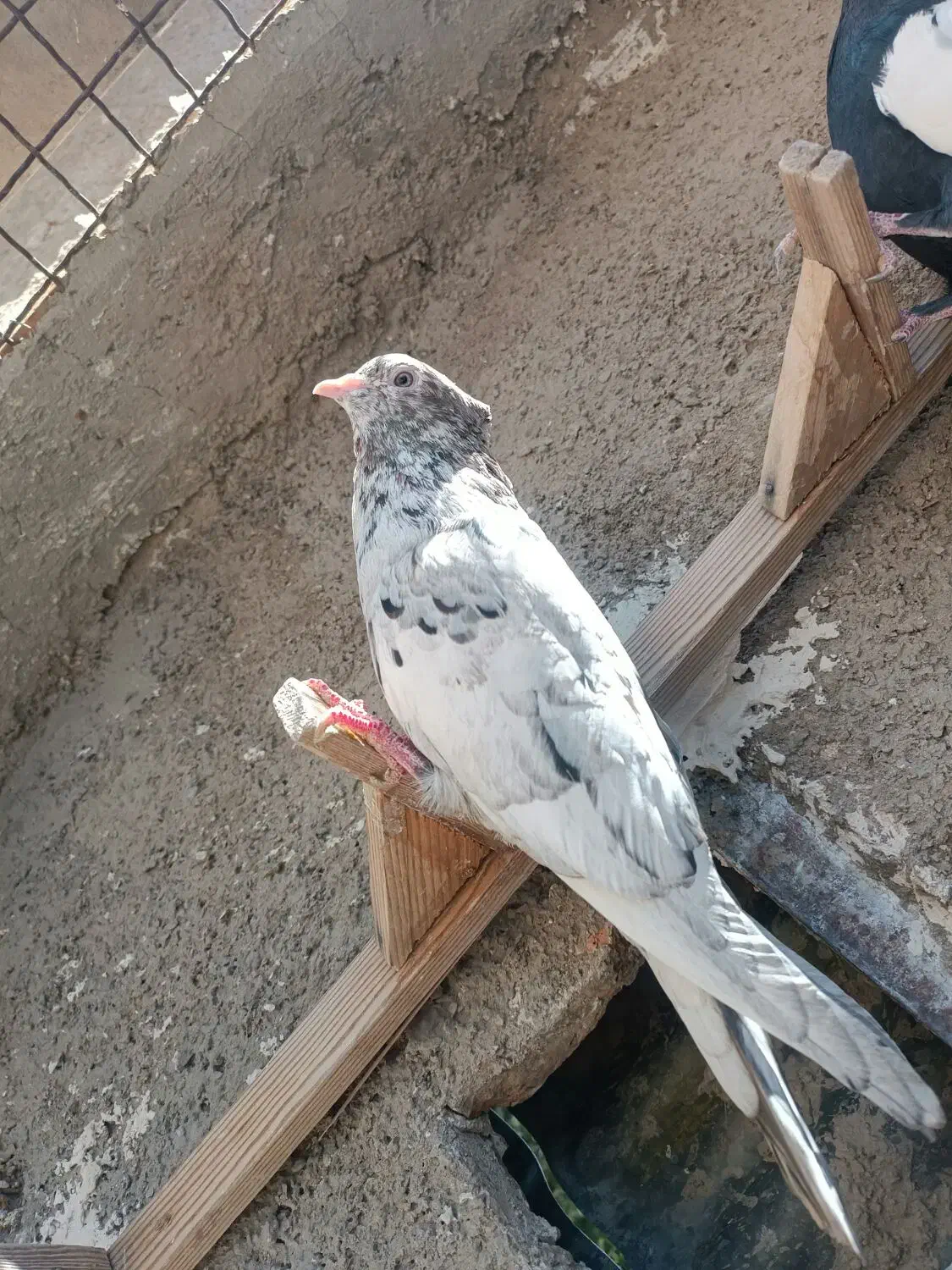 سرور بهبونی|پرنده|شیراز, سیاه سنگ|دیوار