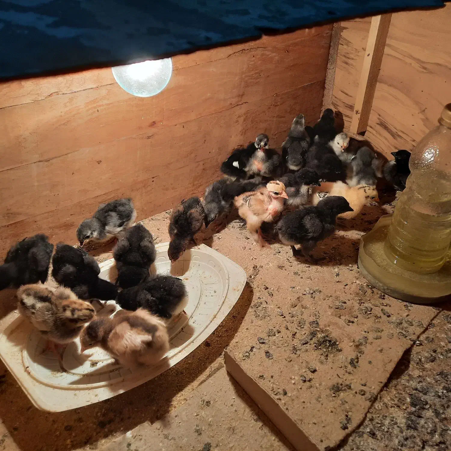 جوجه محلی|حیوانات مزرعه|شبانکاره, |دیوار