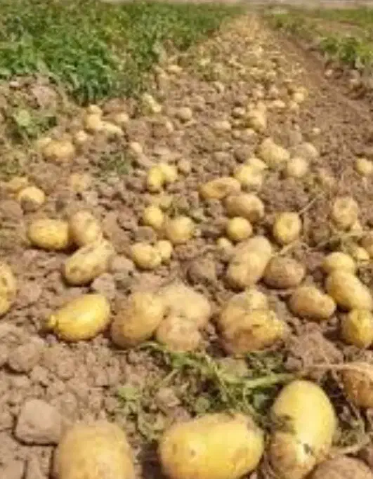 سیب‌زمینی کاملا محلی و بدون کود|خوردنی و آشامیدنی|سنقر, |دیوار