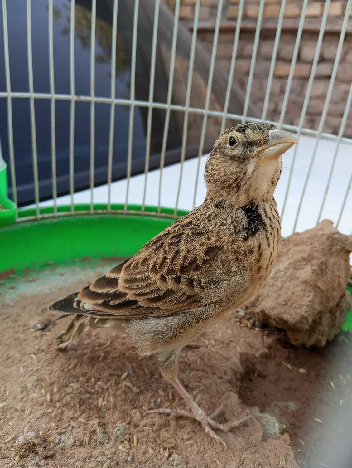 قناری جوانه نر|پرنده|تربت جام, معدآباد|دیوار