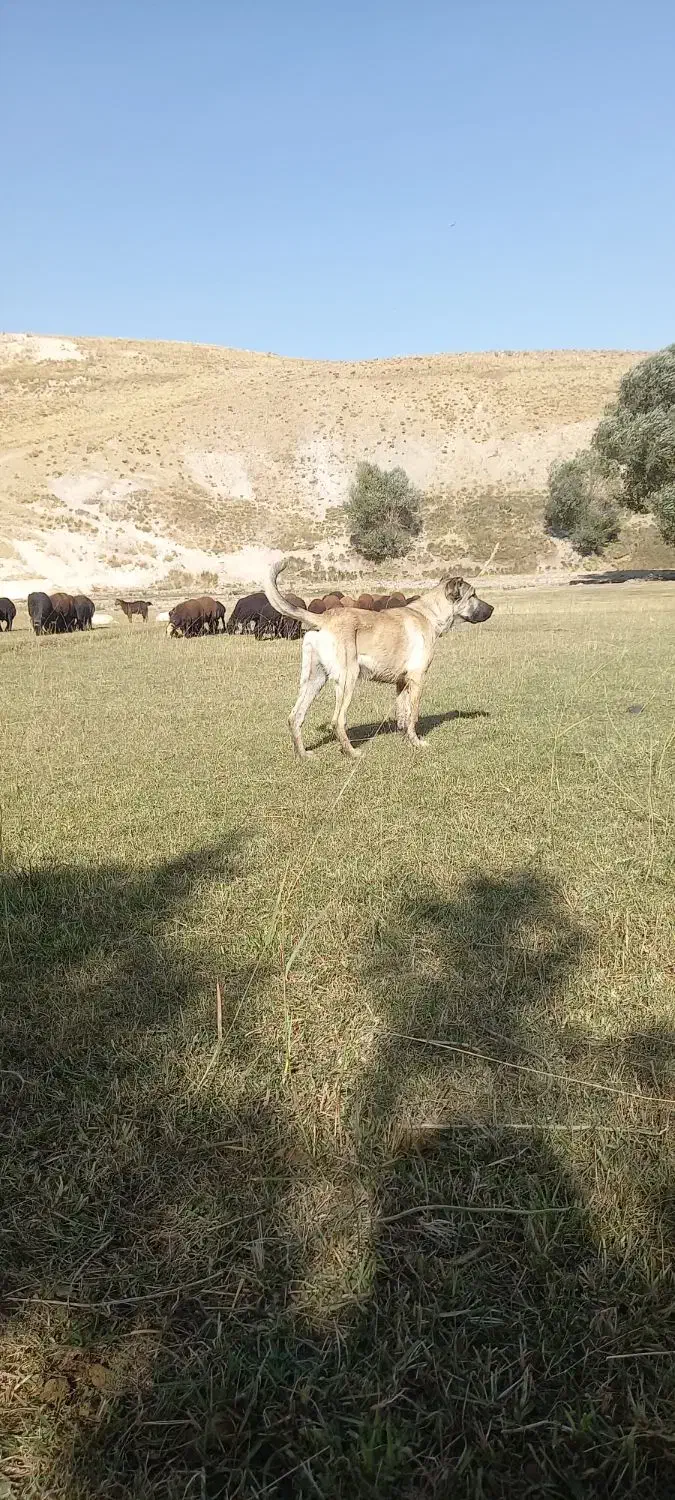 سرابی 6ماهه|سگ|بستان آباد, |دیوار