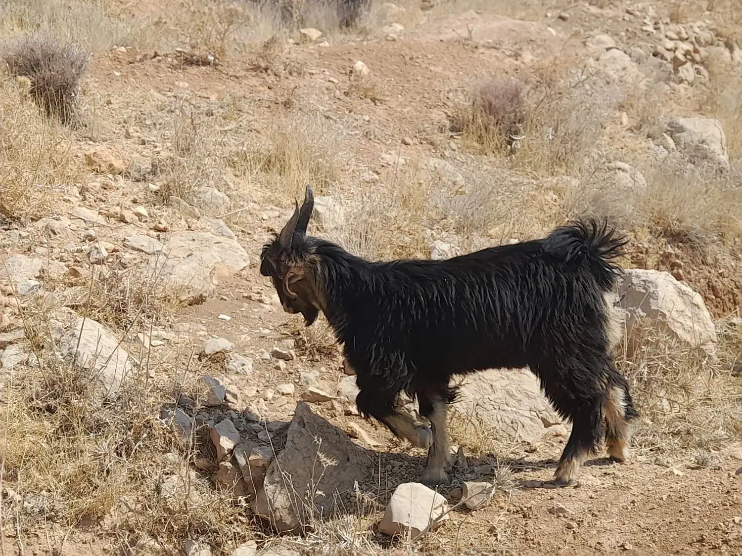 کهره نر یک دست|حیوانات مزرعه|شیراز, احمدآباد|دیوار