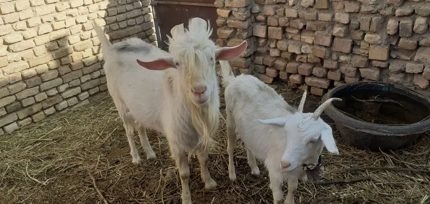 بزغاله ماده سانن ونر بز سانن|حیوانات مزرعه|تربتحیدریه, بازار|دیوار