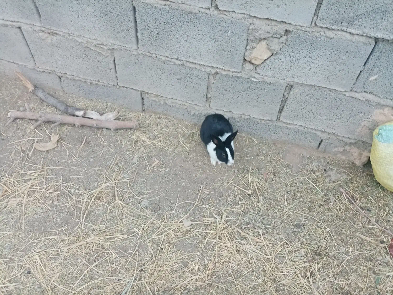 خرگوش نر|موش و خرگوش|تربت‌حیدریه, پائین ولایت|دیوار