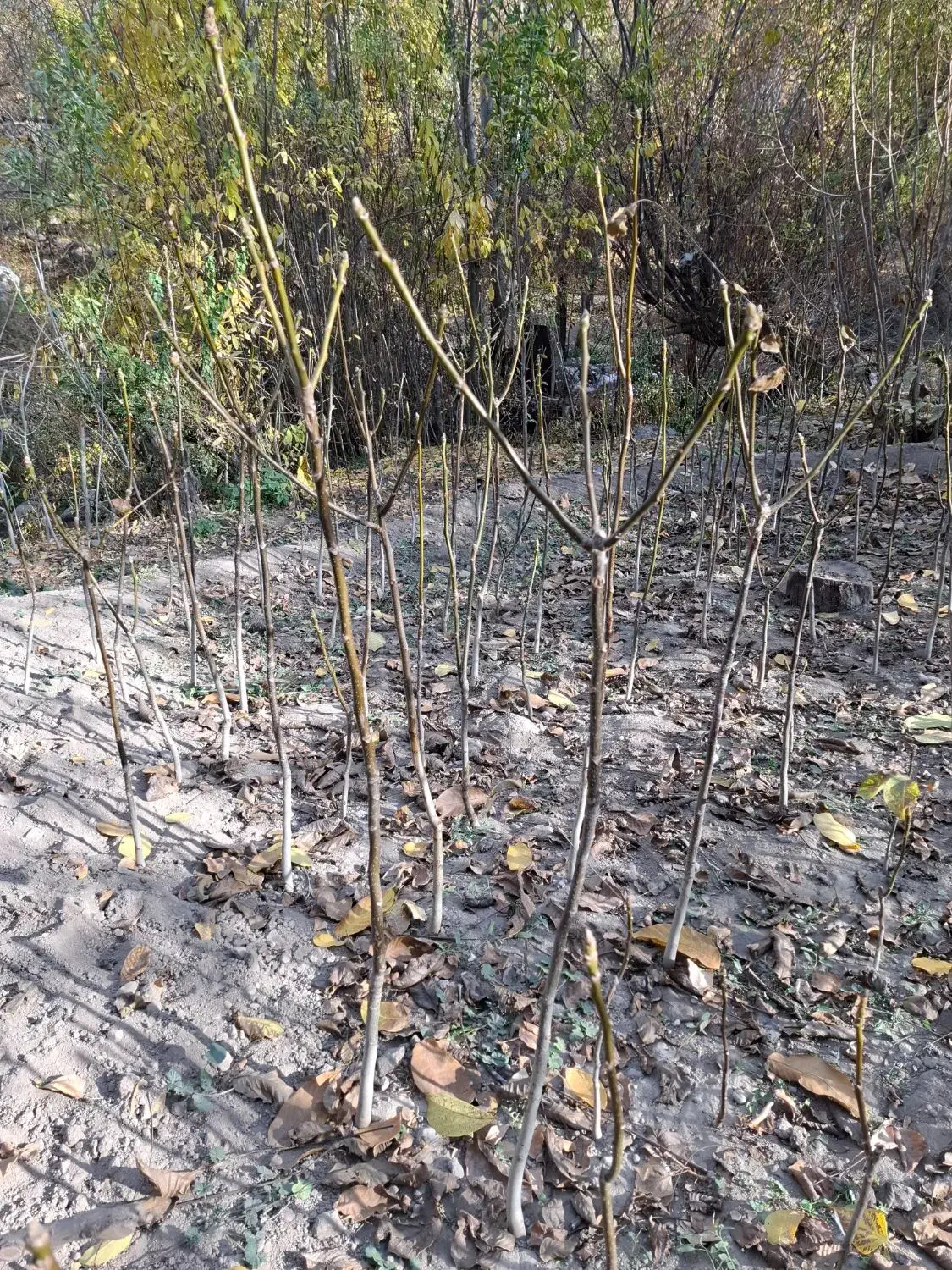 نهال گردوی محلی درجه یک|خدمات باغبانی و درختکاری|مراغه, |دیوار