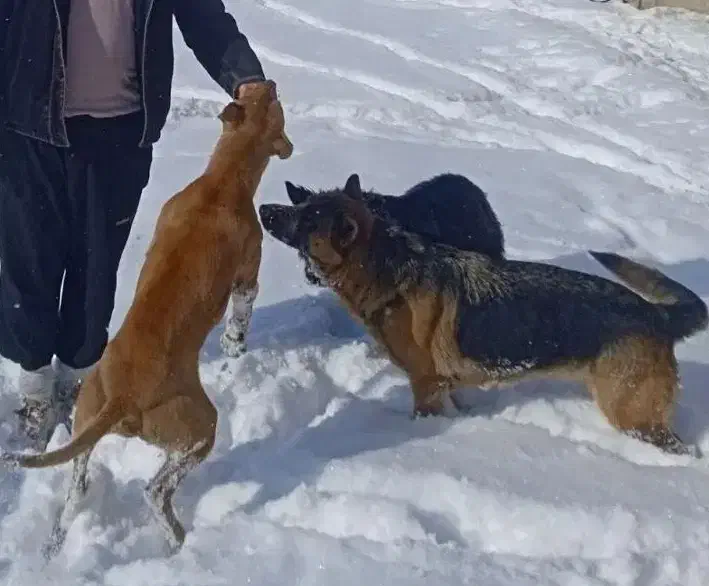 واگزاری دوعدد ژرمن ماده|سگ|سبزوار, شرق کال عیدگاه|دیوار