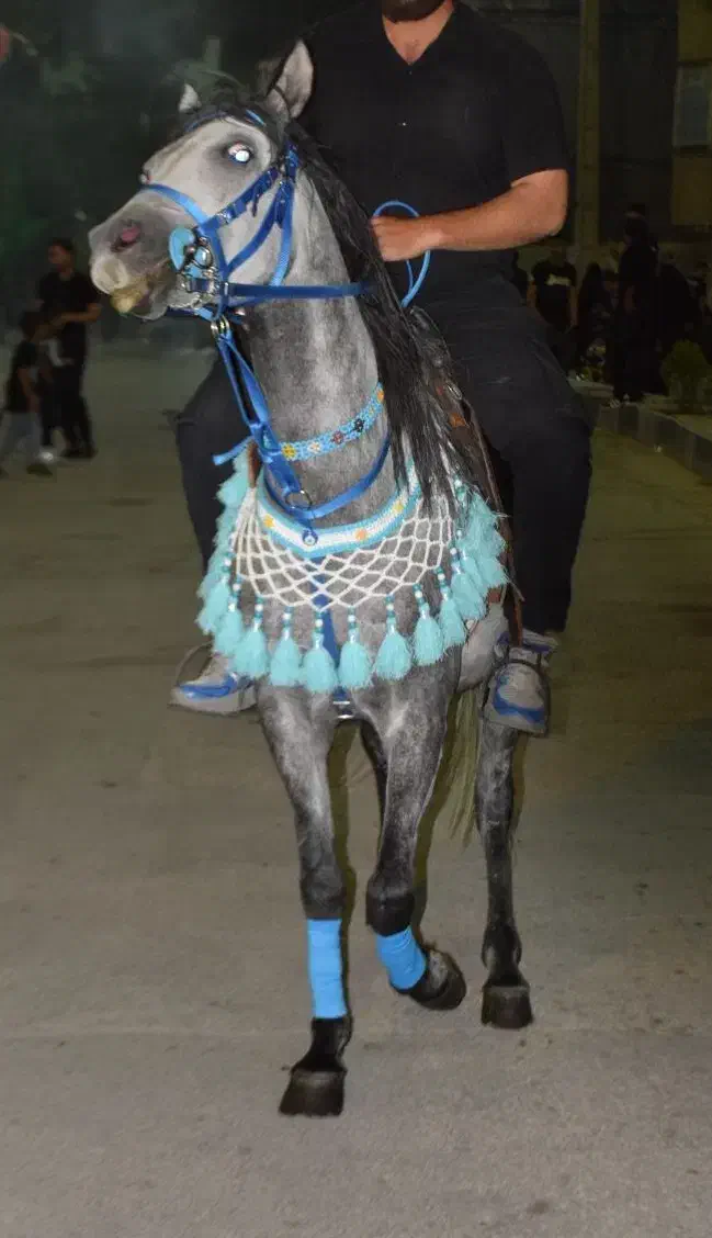 مادیان جوان|اسب و تجهیزات اسب‌سواری|سردرود, |دیوار