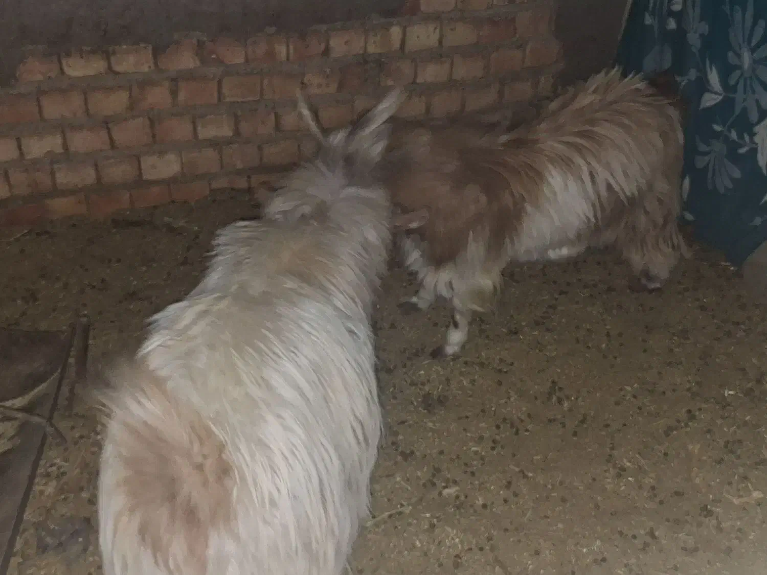 فروش گوسفند چپش نری|حیوانات مزرعه|زرند, |دیوار