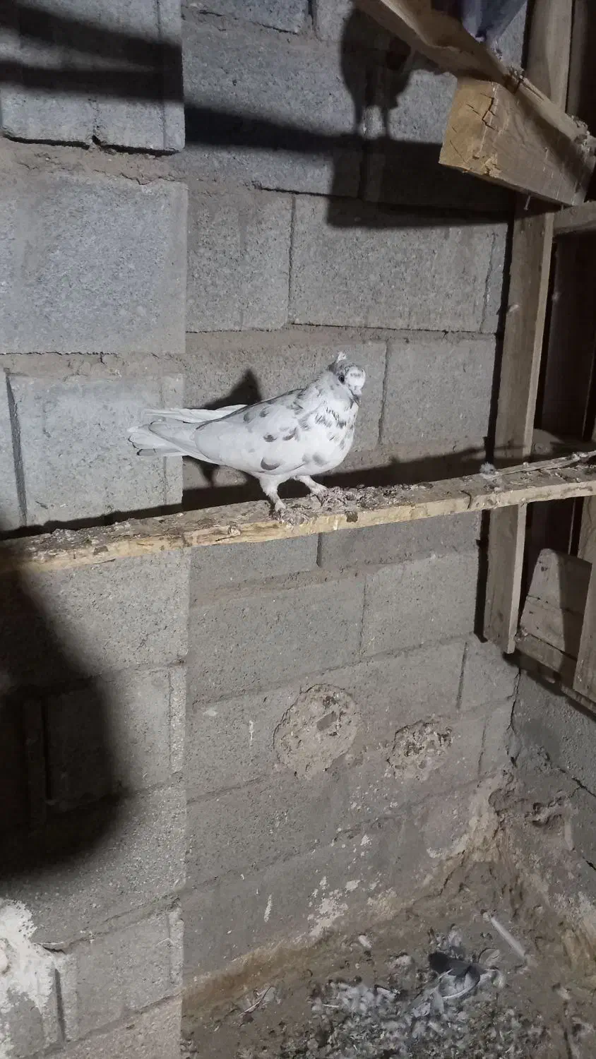 کبوتر پرشی|پرنده|سیرجان, |دیوار