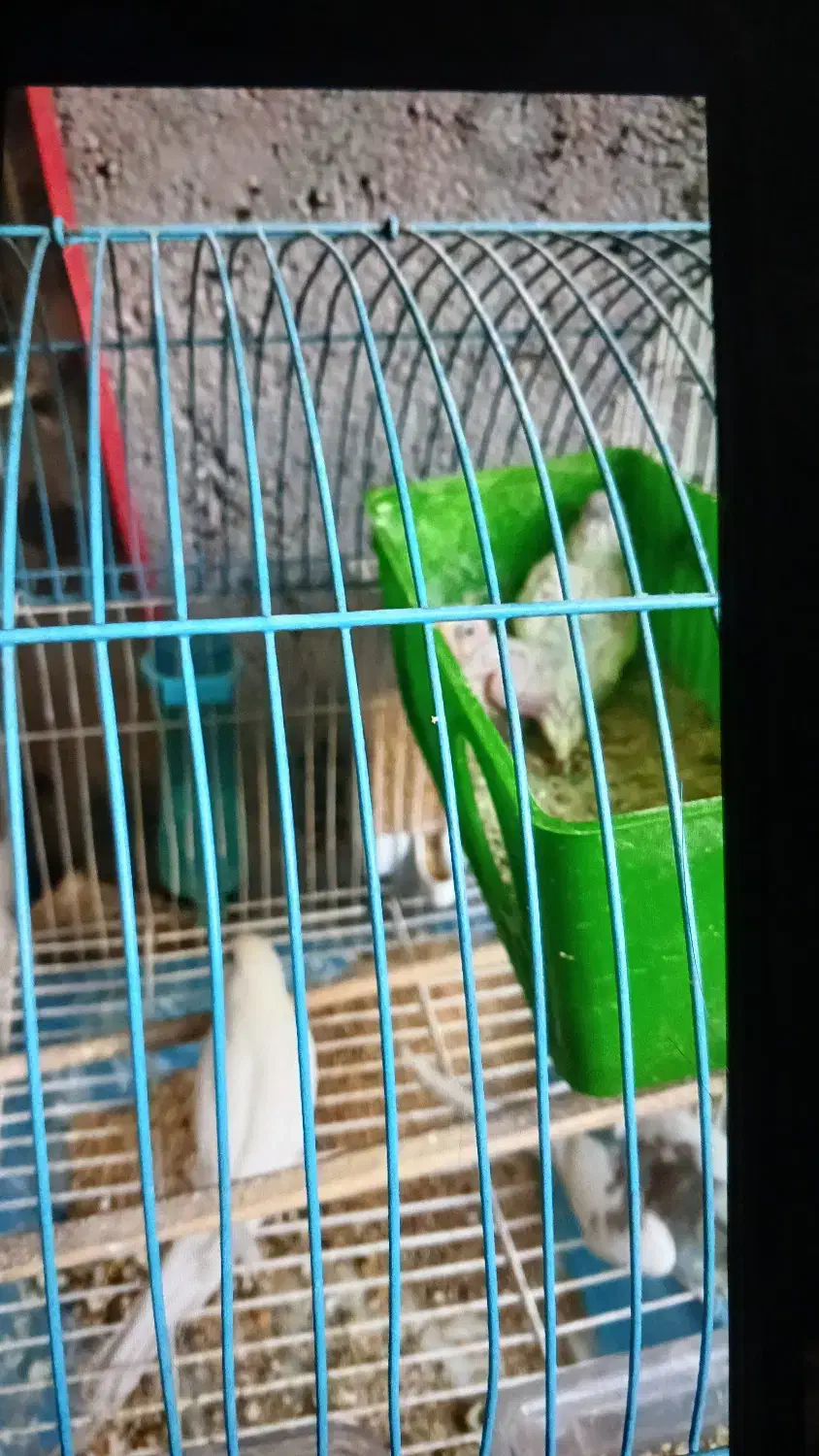 فروش مرف عشق|پرنده|تهران, ایرانشهر|دیوار