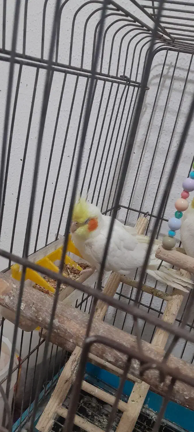 پرنده|پرنده|کیش, |دیوار