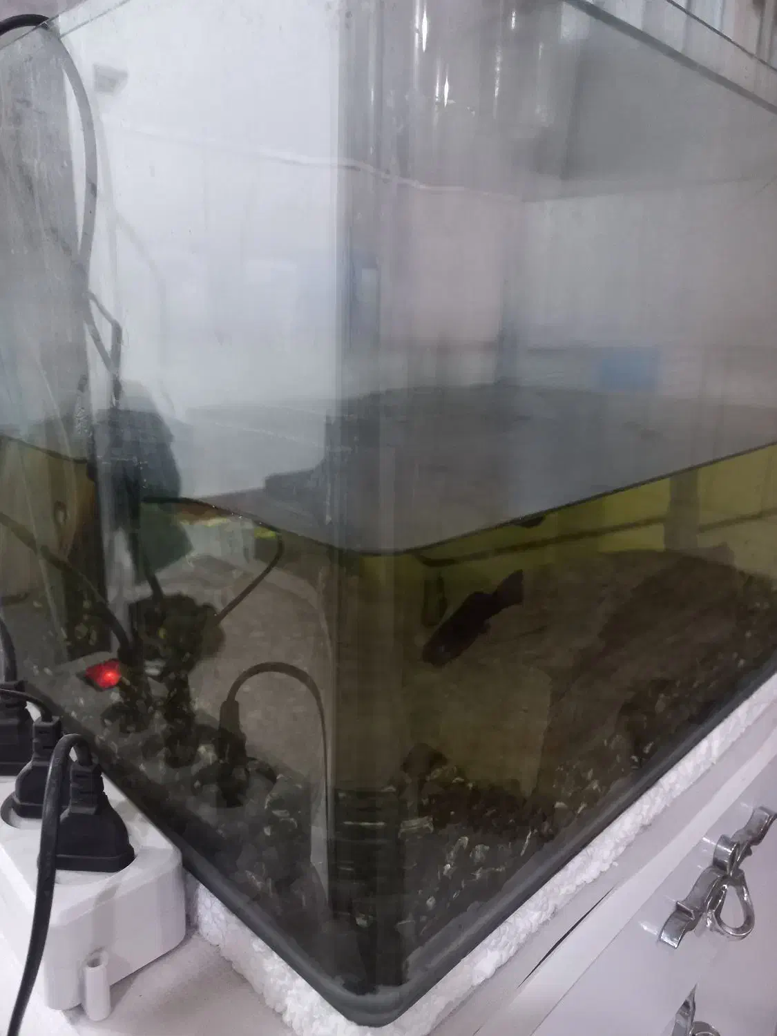 اکواریوم|ماهی|خرمشهر, |دیوار