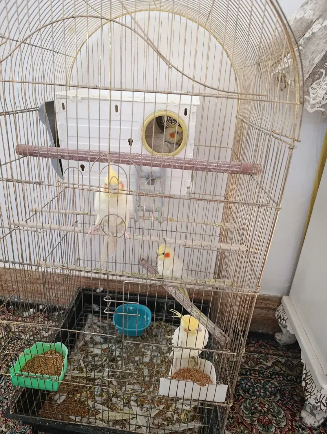 دو‌جفت عروس هلندی لوتینو|پرنده|بم, |دیوار