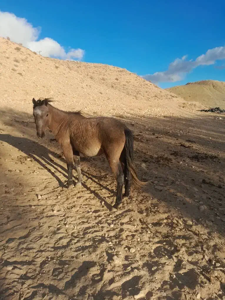 مادیان ۳سال|اسب و تجهیزات اسبسواری|سمنان, |دیوار