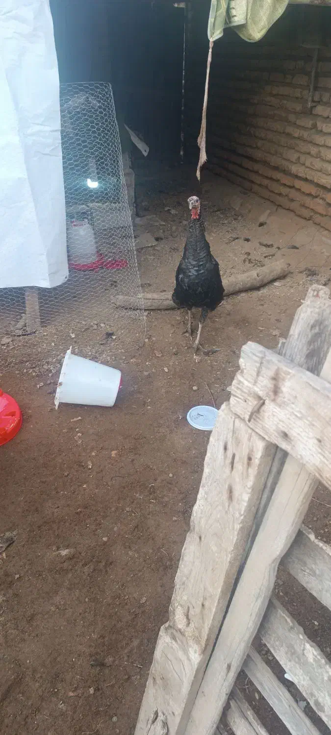 بوقلمون نرماده|حیوانات مزرعه|سیمین شهر, |دیوار