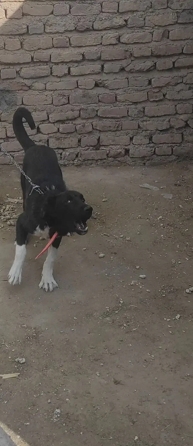 سگگ|سگ|بم, |دیوار