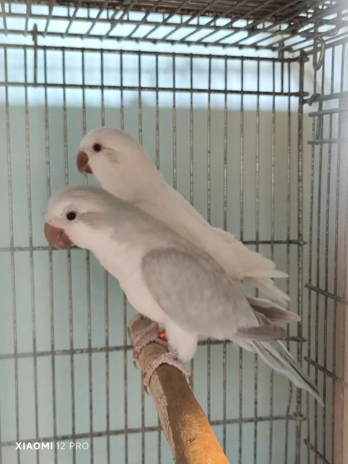 خرید فروش طوطی گرینچیک راهب کاسکو اکلکتوس خورشیدی|پرنده|تهران, صاحب الزمان|دیوار