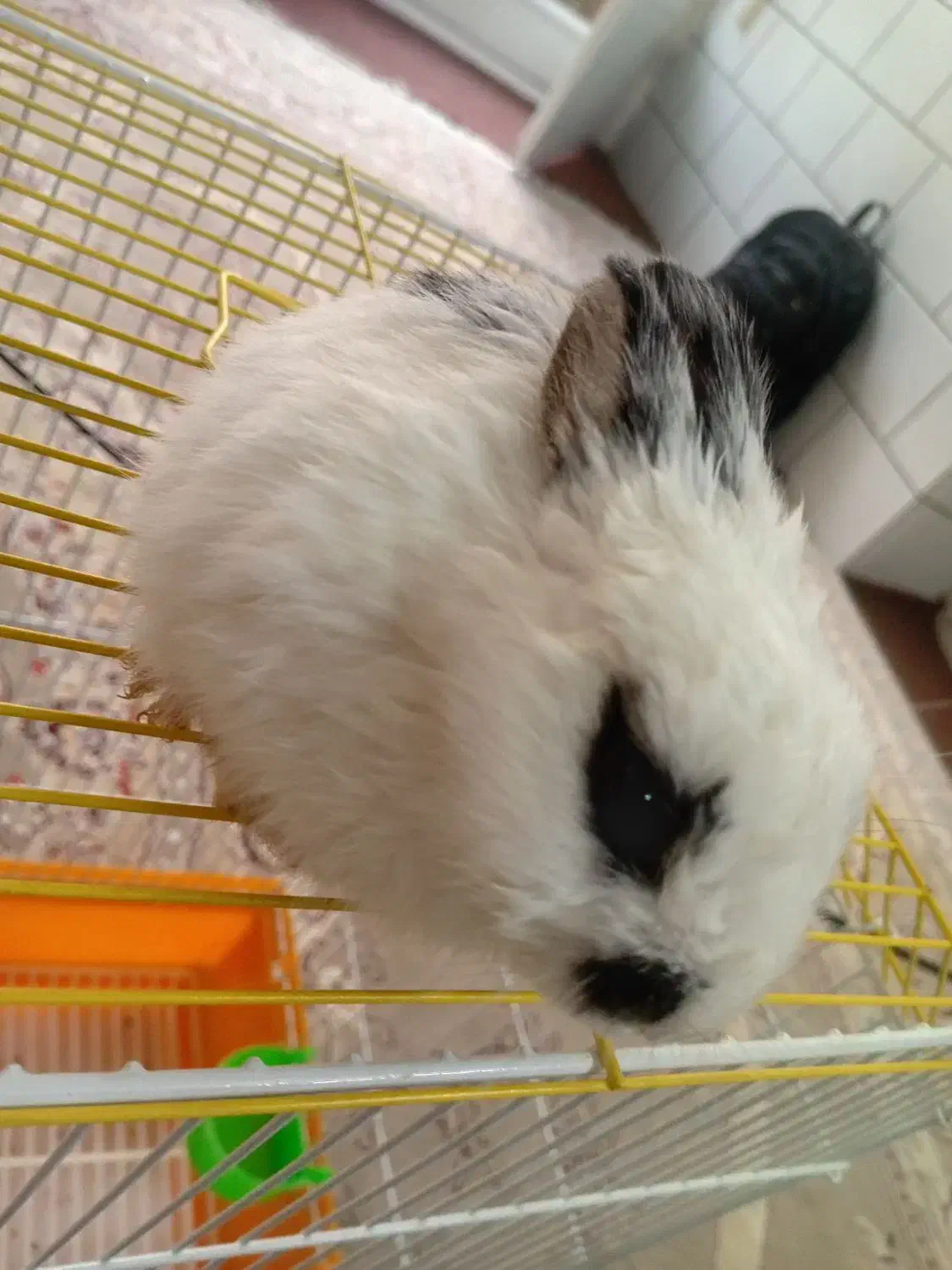 خرگوش کوچک فوقالعاده باهوش و دستی|موش و خرگوش|فلاورجان, |دیوار