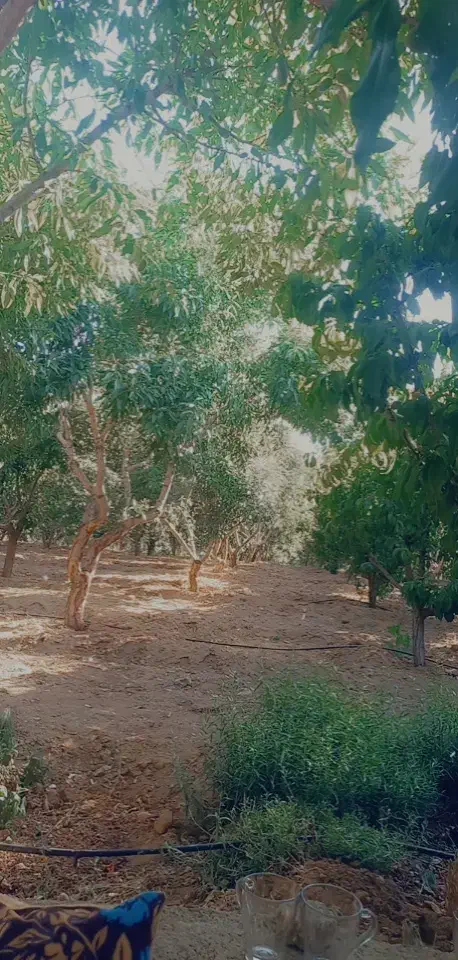 باغ بادام و تفریحی|فروش زمین و ملک کلنگی|تیران, |دیوار