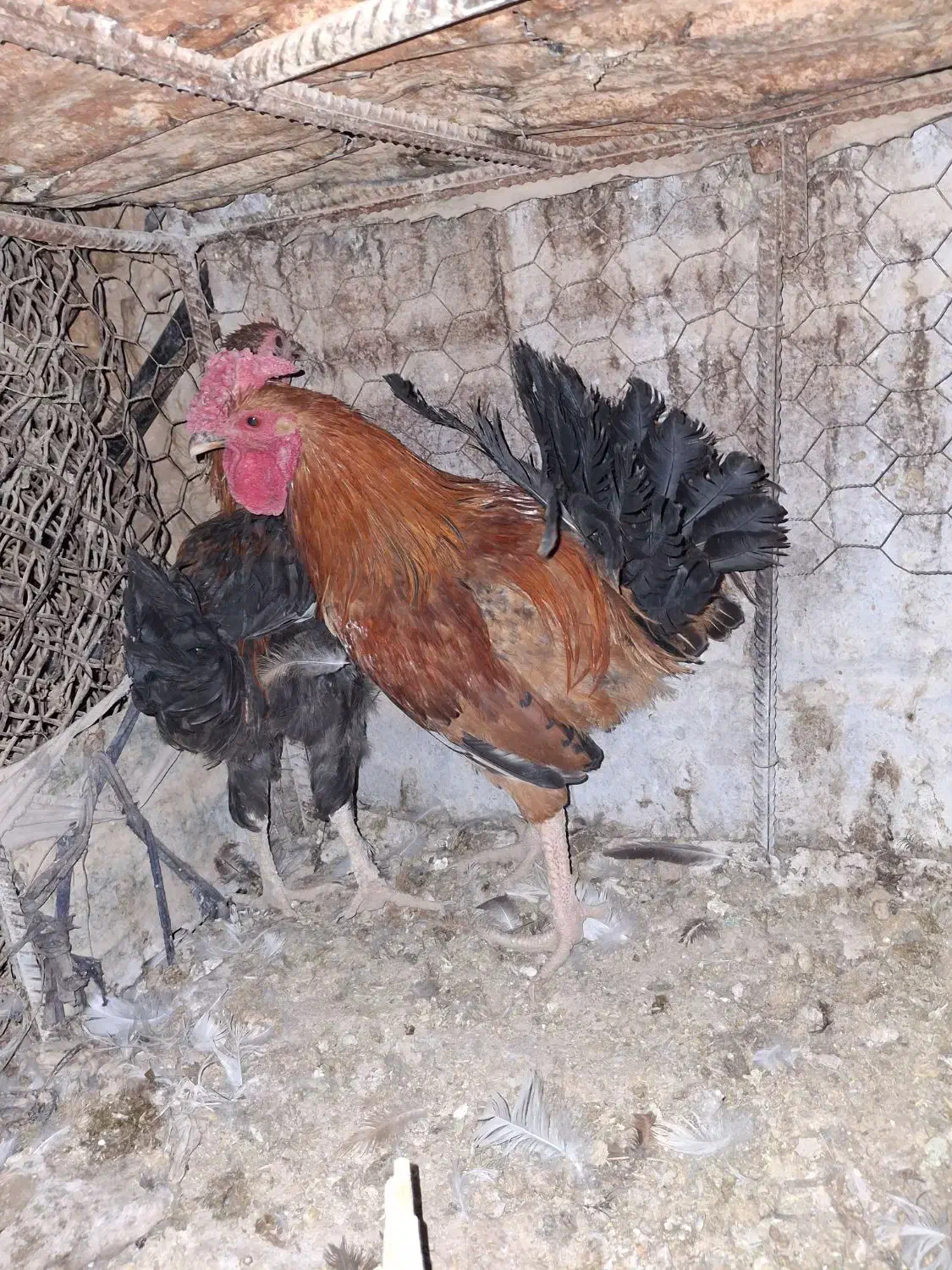 فروش خروس جوان و تعدادی غاز|حیوانات مزرعه|آبدانان, |دیوار