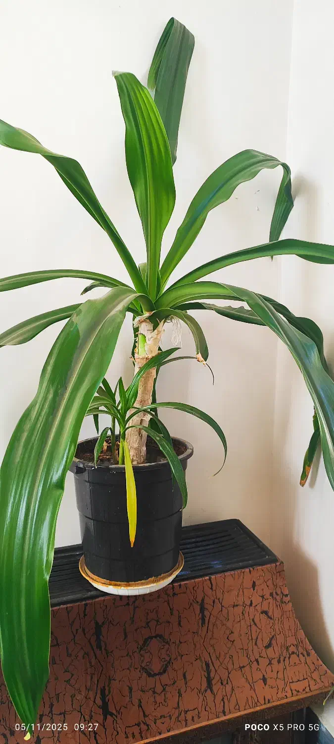 گل عنکبوتی ۶ساله|گل و گیاه طبیعی|شهرکرد, |دیوار