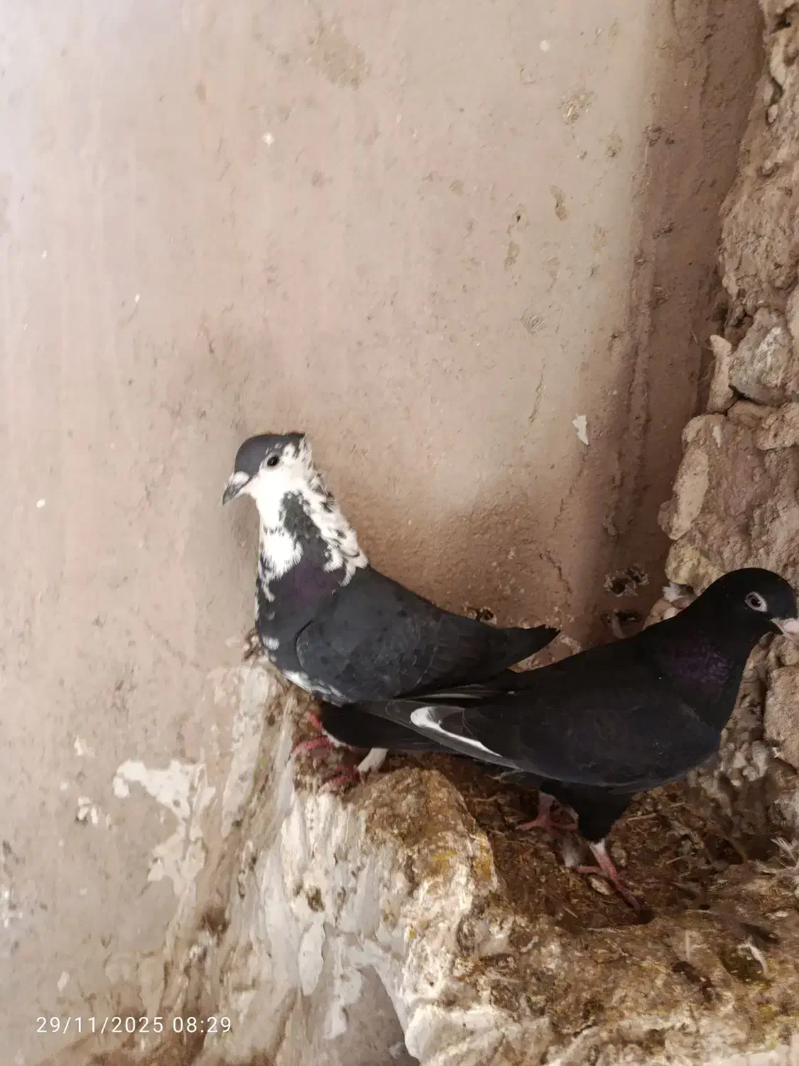 کبوتر|پرنده|نیشابور, قلعه نو|دیوار