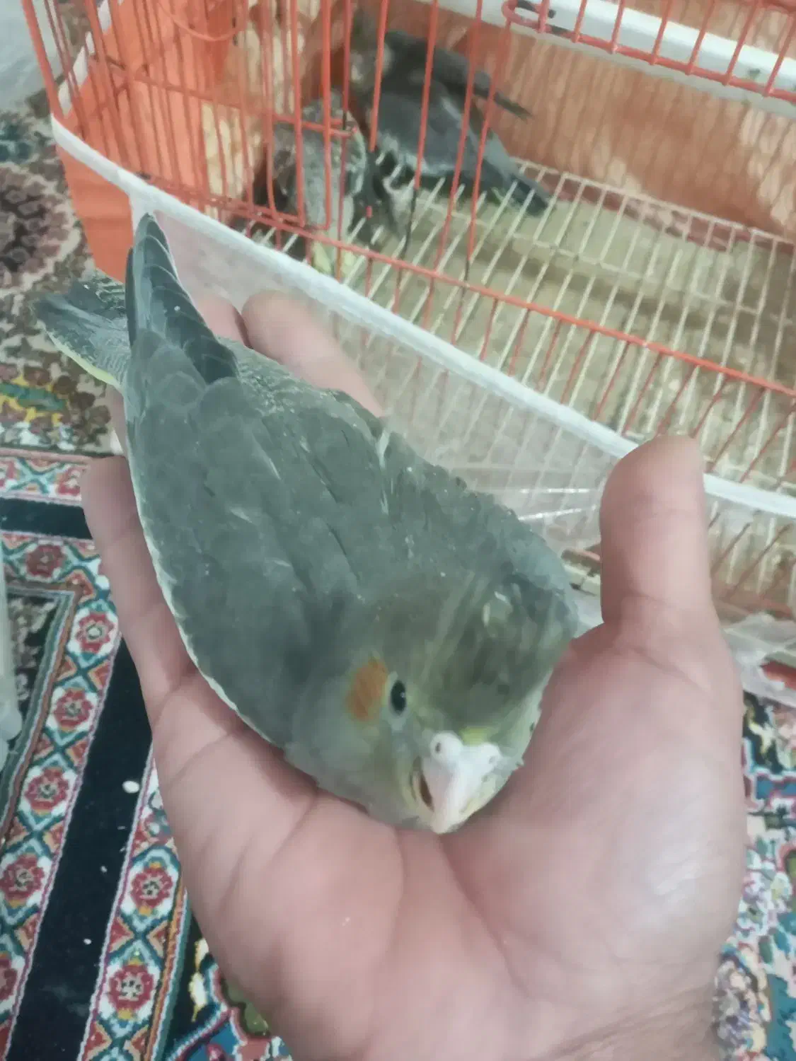 جوجه عروس هلندی|پرنده|زاهدان, |دیوار