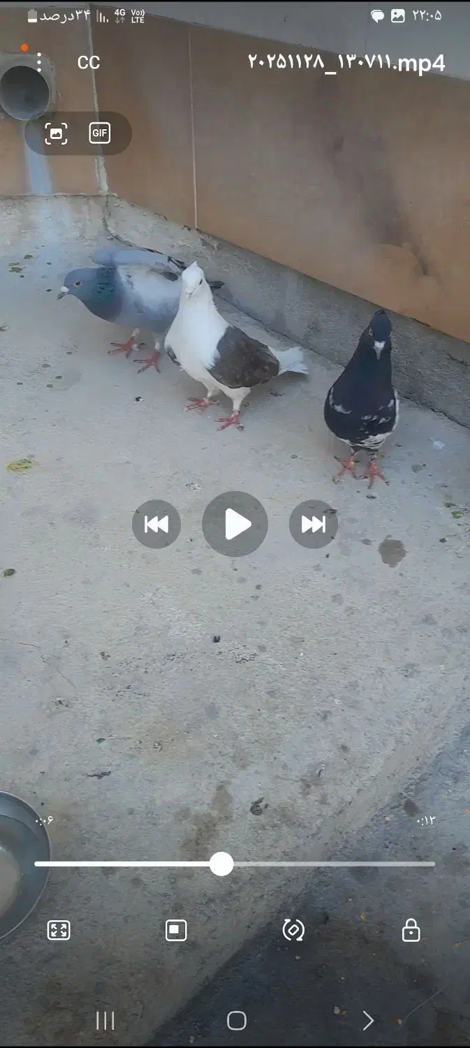 کبوتر معاوضه|پرنده|رامهرمز, |دیوار