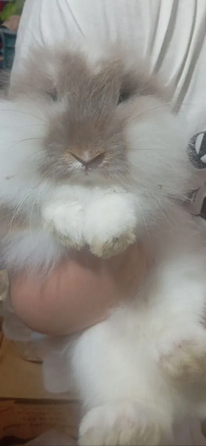 خرگوش|موش و خرگوش|رشت, باهنر|دیوار