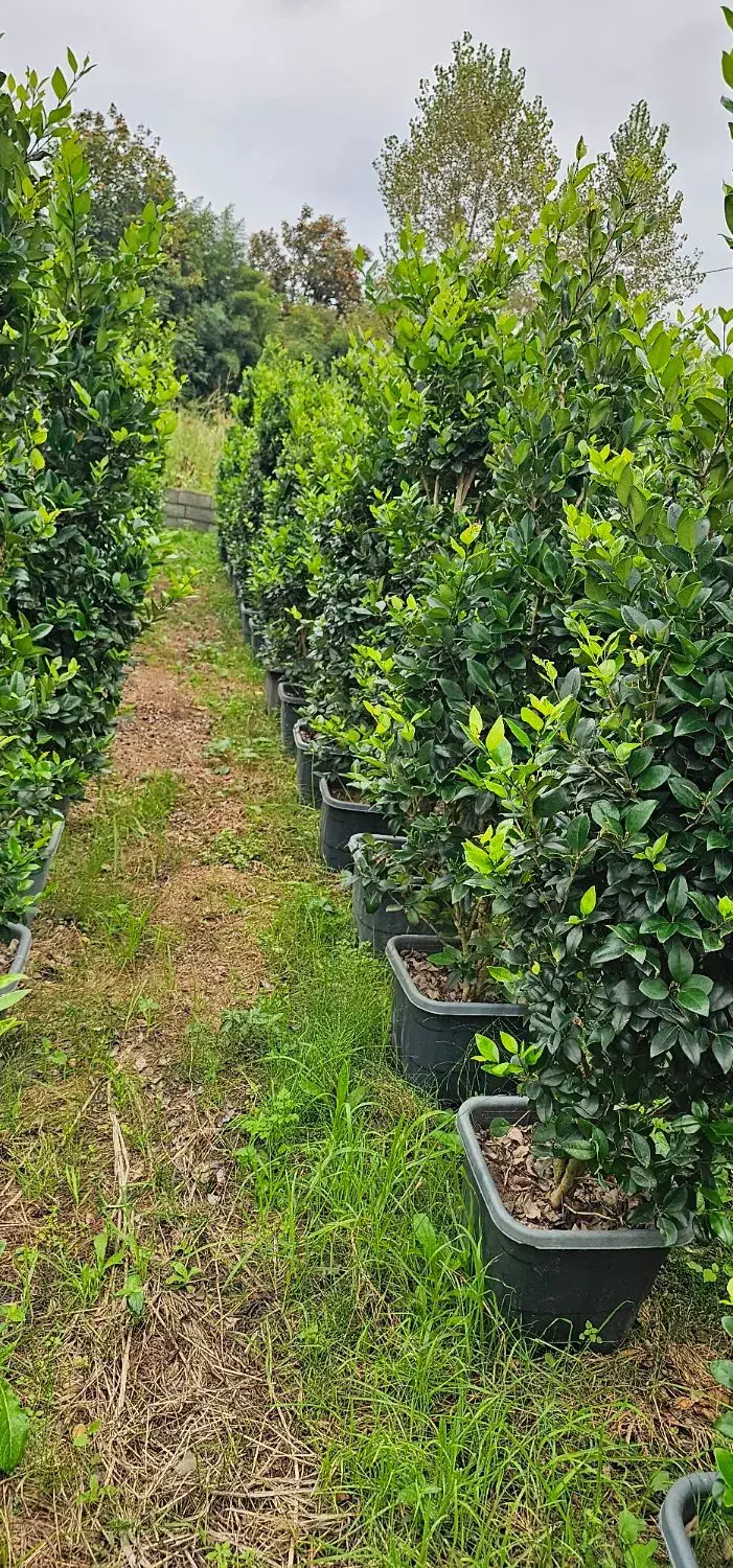 یاس هلندی جعبه ۴۰ و سطل ۱۰|خدمات باغبانی و درختکاری|نوشهر, |دیوار