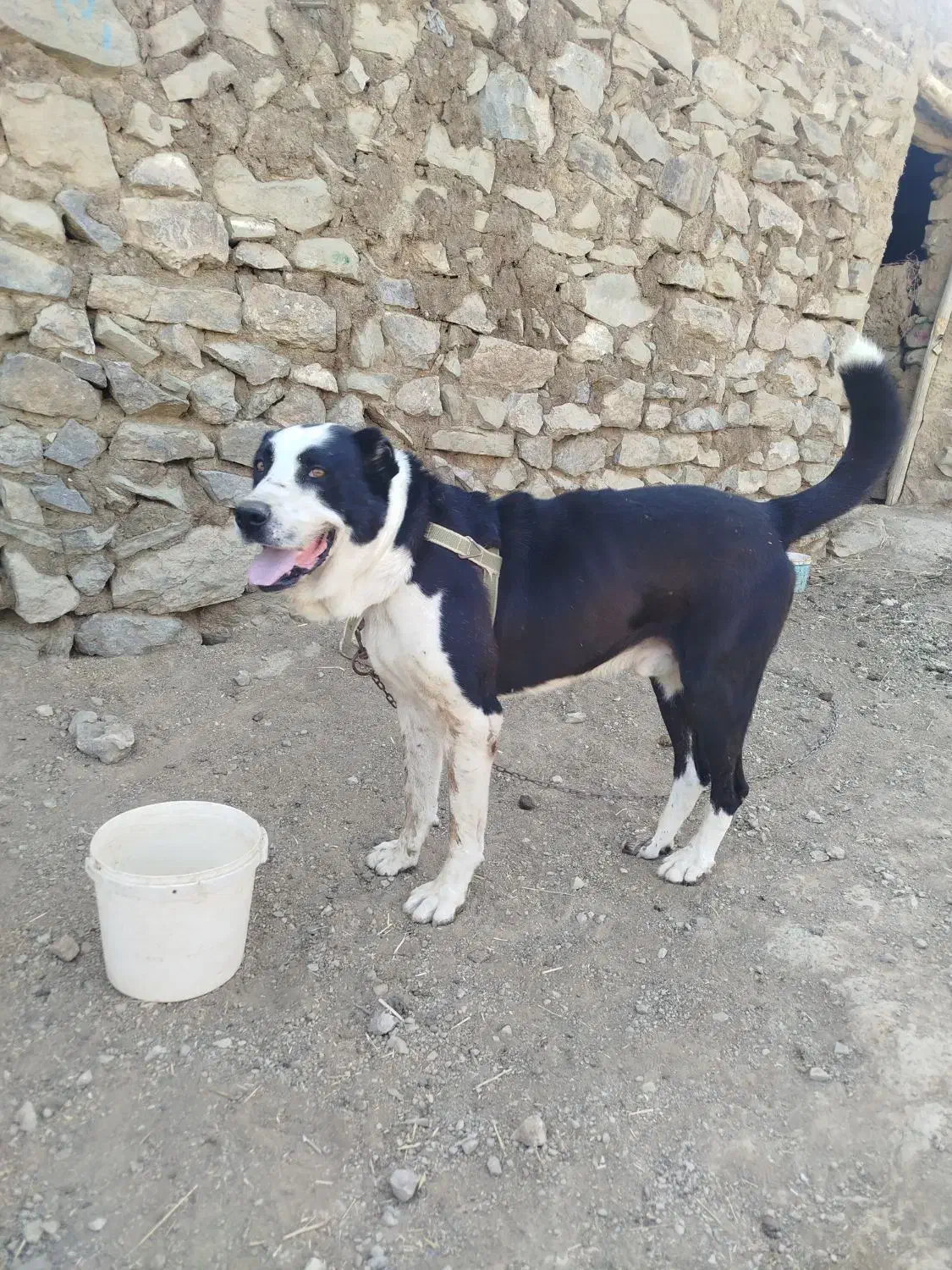 سگ گوسفندی|سگ|بجنورد, |دیوار