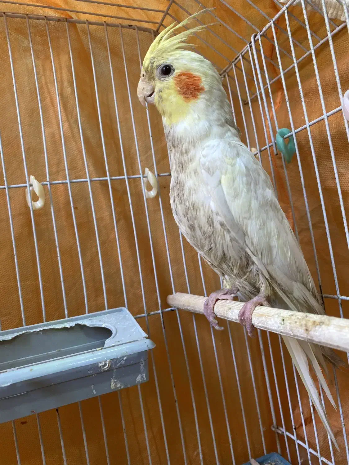 عروس هلندی نر و ماده|پرنده|کارون, |دیوار