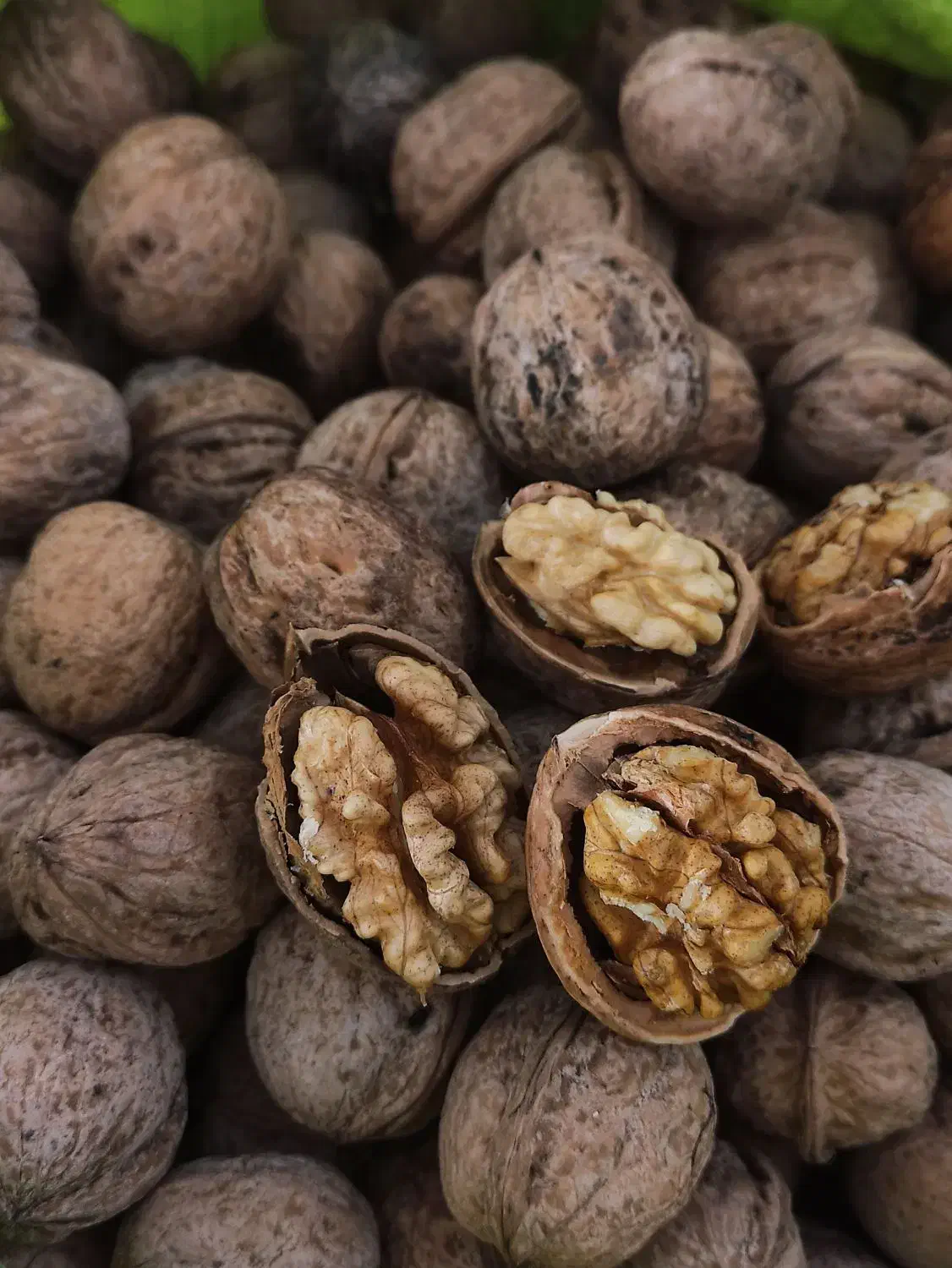 گردو تازه پوست نازک|خوردنی و آشامیدنی|دهگلان, |دیوار