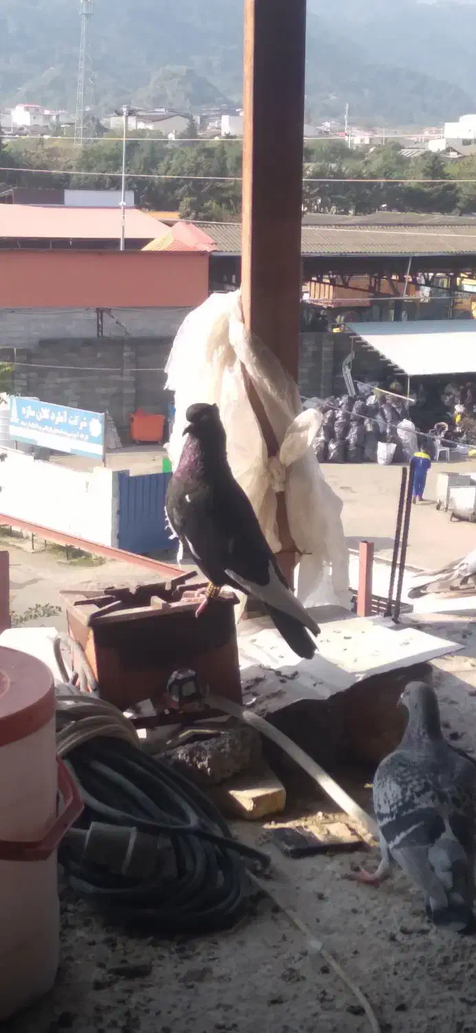 تعدادی کبوتر مسافتی جان آردن وتهرانی وغیره|پرنده|رامسر, |دیوار