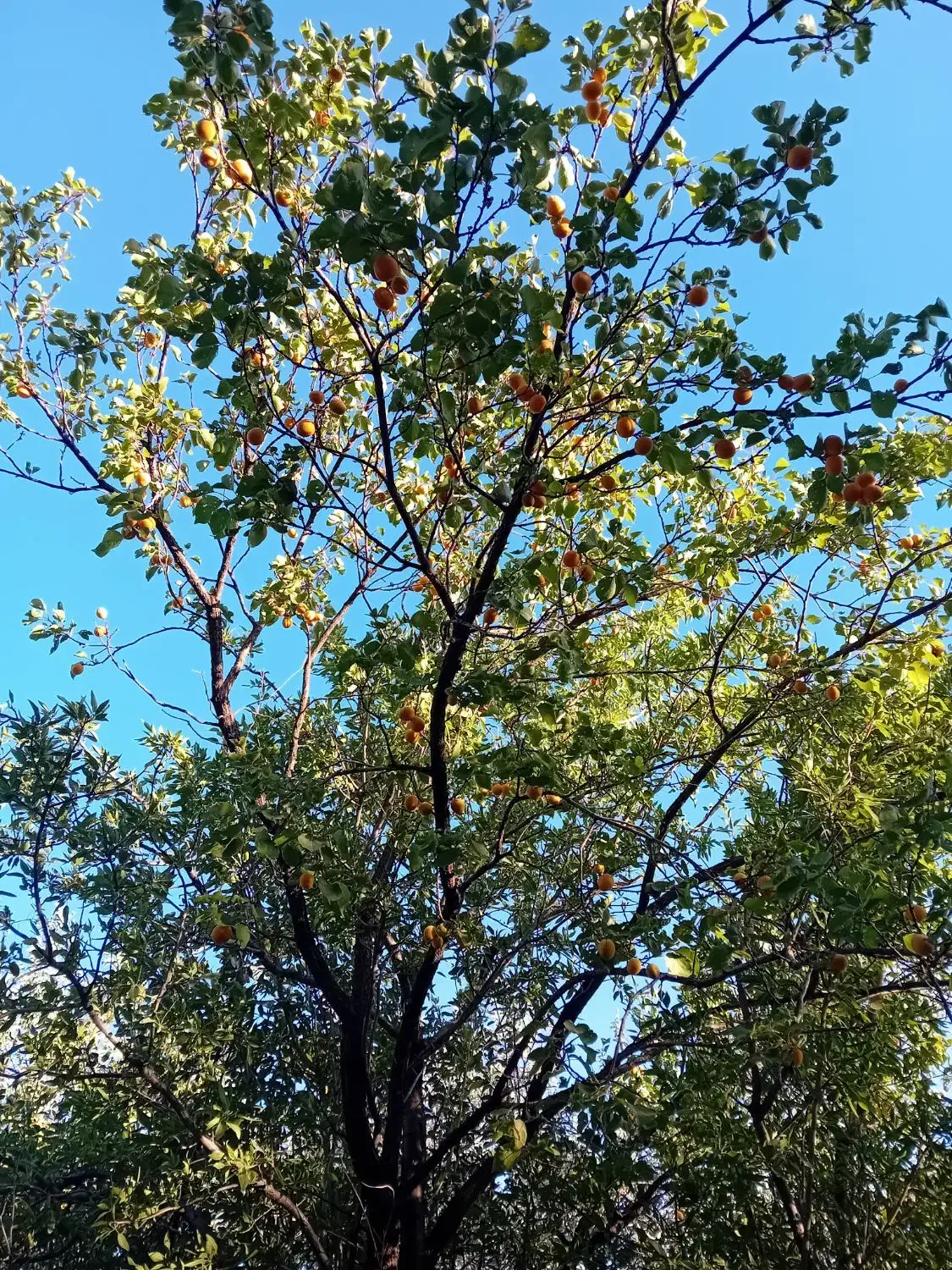 فروش باغ ۹۰۰متر روستای شکرآباد اردل|فروش زمین و ملک کلنگی|اردل, |دیوار