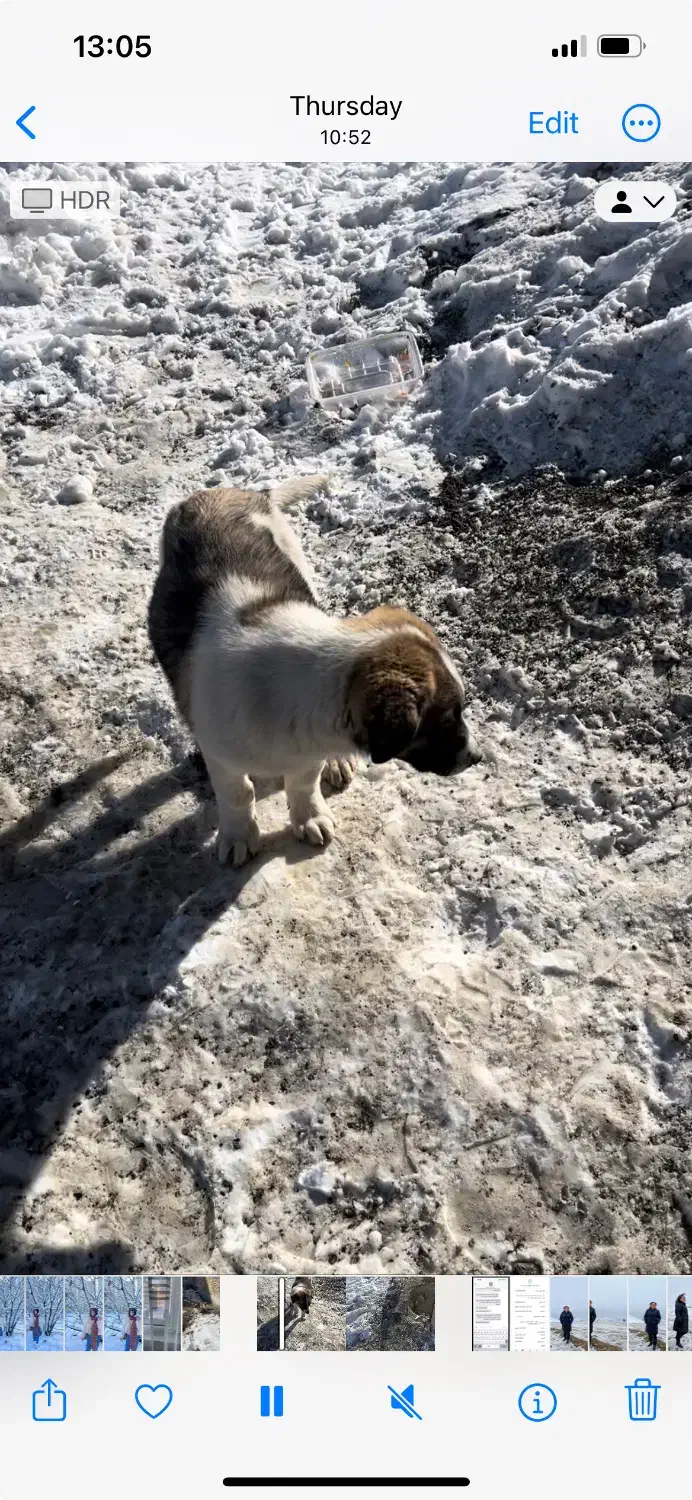 گمشده|حیوانات|قزوین, |دیوار