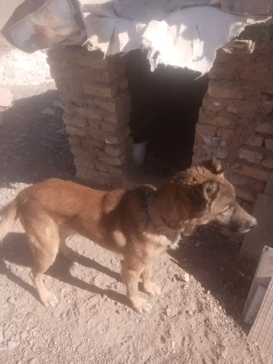 سگ واسه باغ|سگ|نوده انقلاب, |دیوار