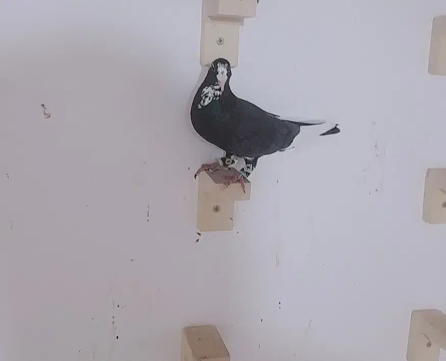 نر سیاه پلنگ کل جوون|پرنده|رفسنجان, |دیوار