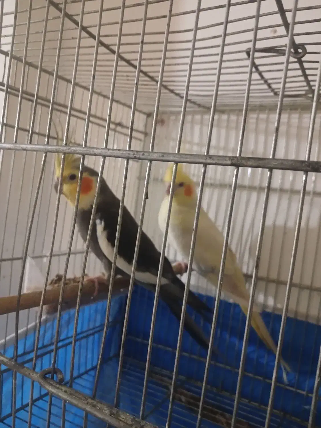 عروس هلندی جفت|پرنده|خمینی‌شهر, |دیوار