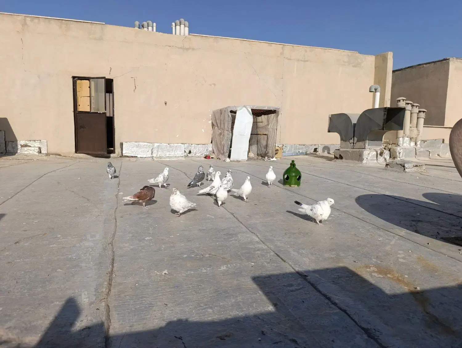 کبوتر|پرنده|محمدشهر, شهرک پیام (مهرالبرز)|دیوار