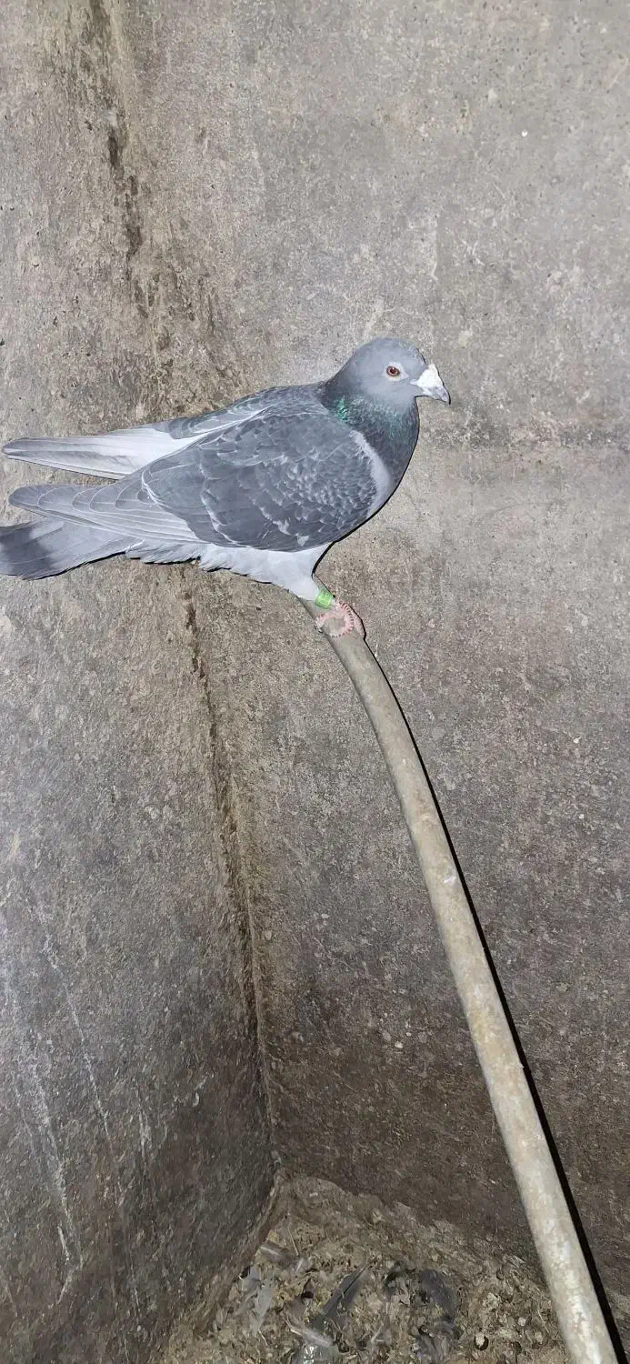 کبوتر|پرنده|سیدان, |دیوار