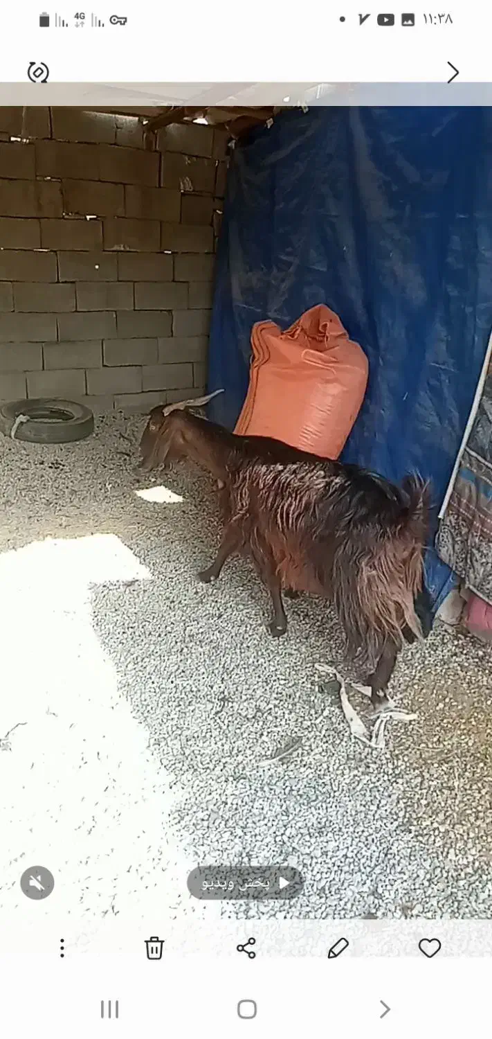 ۱راس بزوبزغاله قیمت۱۲میلیون۵۰۰|حیوانات مزرعه|آبدانان, |دیوار