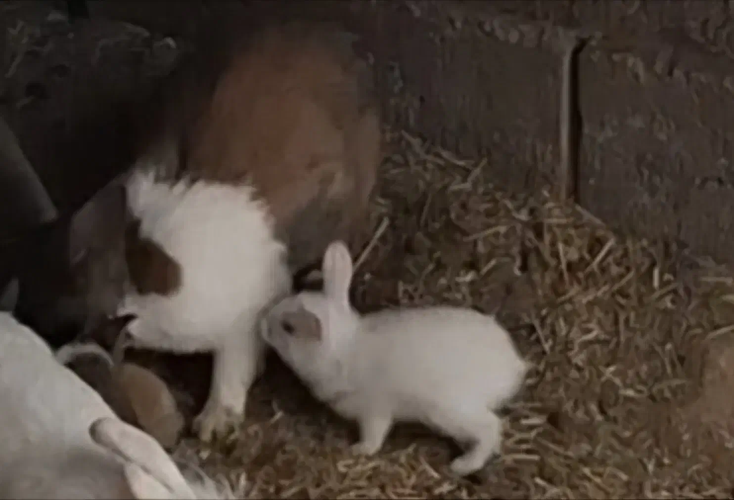 بچه خرگوش|موش و خرگوش|یزدان شهر, |دیوار