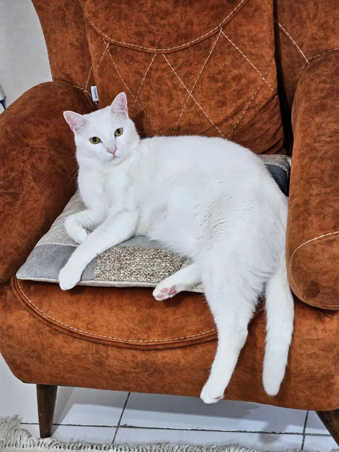 واگذاری ۲عددگربه|گربه|کرج, ساماندهی|دیوار