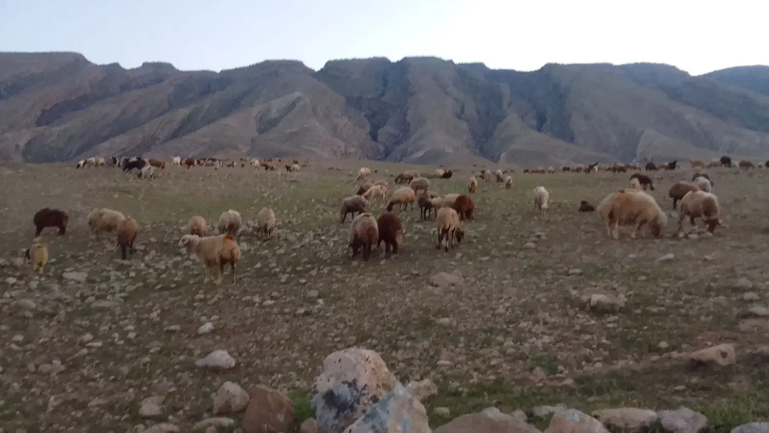 مخصوص کشتار|حیوانات مزرعه|الشتر, |دیوار