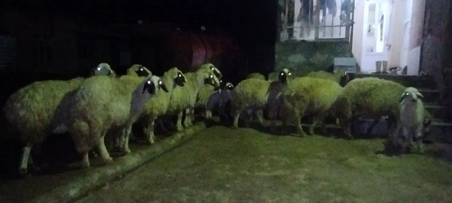 گوسفند سنجابی|حیوانات مزرعه|ماهیدشت, |دیوار