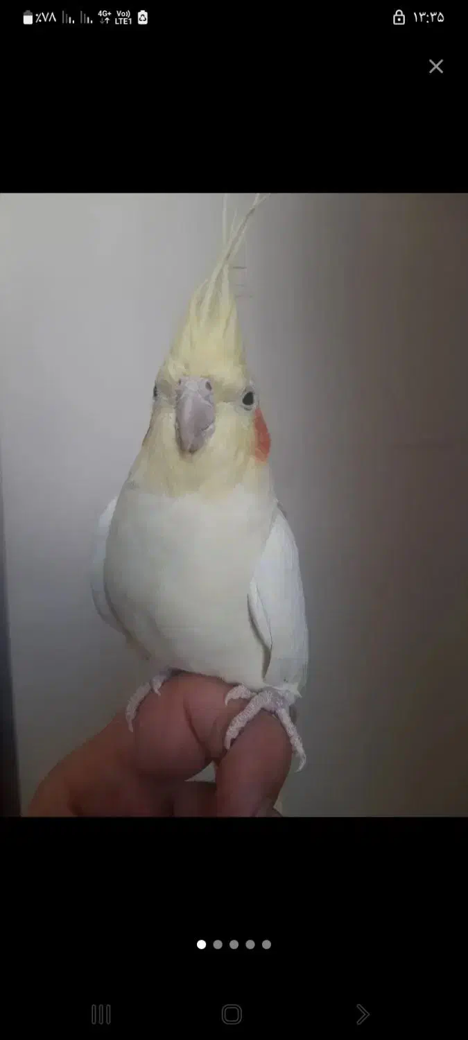 عروس هلندی لوتینو ماده|پرنده|تهران, ایوانک|دیوار